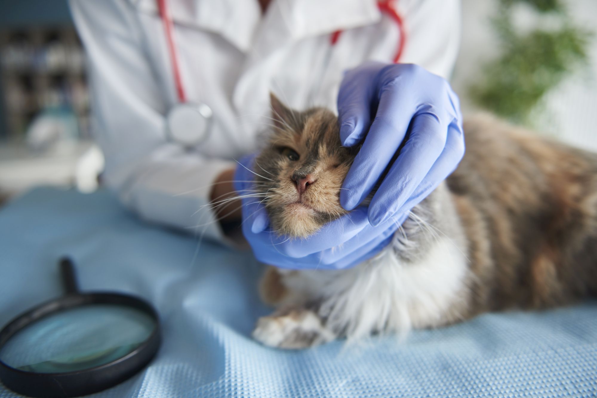 Egy rosszul megválasztott macskatáp hosszútávon a cica egészségét rontja